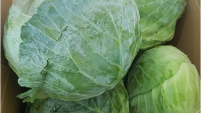 🥗 양배추통 솔직 후기! 다이어트 필수템? (내돈내산) 💸